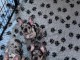 chiot bouledogue français à adopter 