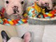 chiot bouledogue français adorable disponible 