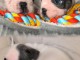 chiot bouledogue français à donner 