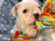 bébé chiot bouledogue français disponible 