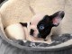 chiot bouledogue français à donner mâle 