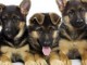 adoption chiot berger allemand lof disponible 
