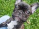 chiot bulldog français mâle à adopter 