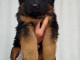 je donne chiot bouledogue français 