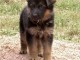 à adopter chiot berger allemand 