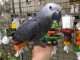 bébé perroquet gris Gabon adopter 