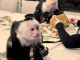 bébé singe capucin disponible immédiatement 