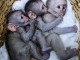 singe capucin disponible pour adoption 