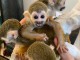 adorable singe capucin disponible 