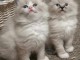 chaton sacré brimanie a donner 