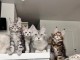 chaton Maine coon adorable a donner 