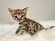 bébé chaton Bengal pour adoption 