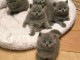 chaton chartreux disponible pour adoption 