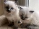 chaton sacré brimanie a donner 