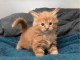 chaton roux disponible 