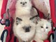 3 chaton sacré brimanie a donner 