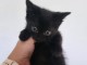 chaton noir à donner 