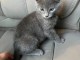 chatons chartreux à donner 