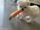chiot bichon maltais à vendre 