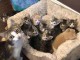 chaton adopté disponible 