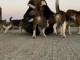 Adorables chiots berger malinois 