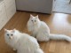 Superbe chaton maine coone