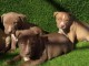 Chiots d’apparence Pitt bull 