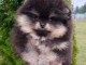 magnifique chiot spitz nain Poméranie 