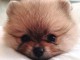 chiot spitz nain mâle a donner 