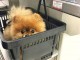 Je donne chiot spitz nain lof mâle 