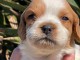 chiot épagneul breton à donner 