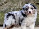 bébé chiot berger australien lof mâle a donner 