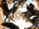 Superbe chiots berger allemand 