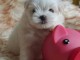 chiot bichon maltais mâle a donner 