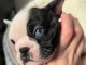 chiot bouledogue français a donner 