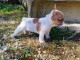 chiot bouledogue français a donner 