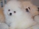 chiot spitz nain a donner 