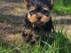 chiot Yorkshire terrier mâle a donner 
