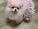 chiot spitz nain à adopter 