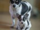 chiot chihuahua femelle a donner 