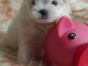 chiot bichon maltais mâle a donner 