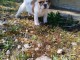 chiot bouledogue français a donner 