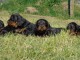 Chiots Setter Gordon à adopter 