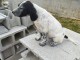 chiot setter anglais a donner contre bon soin 