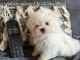 chiot bichon maltais à la recherche d