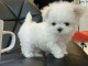chiot bichon maltais mâle a donner 