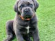 chiot Cane Corso lof mâle a donner 