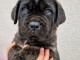 chiot cane corso disponible à partir 