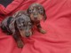 chiot teckel à poil ras disponibles 