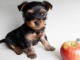 chiot Yorkshire à adopter 